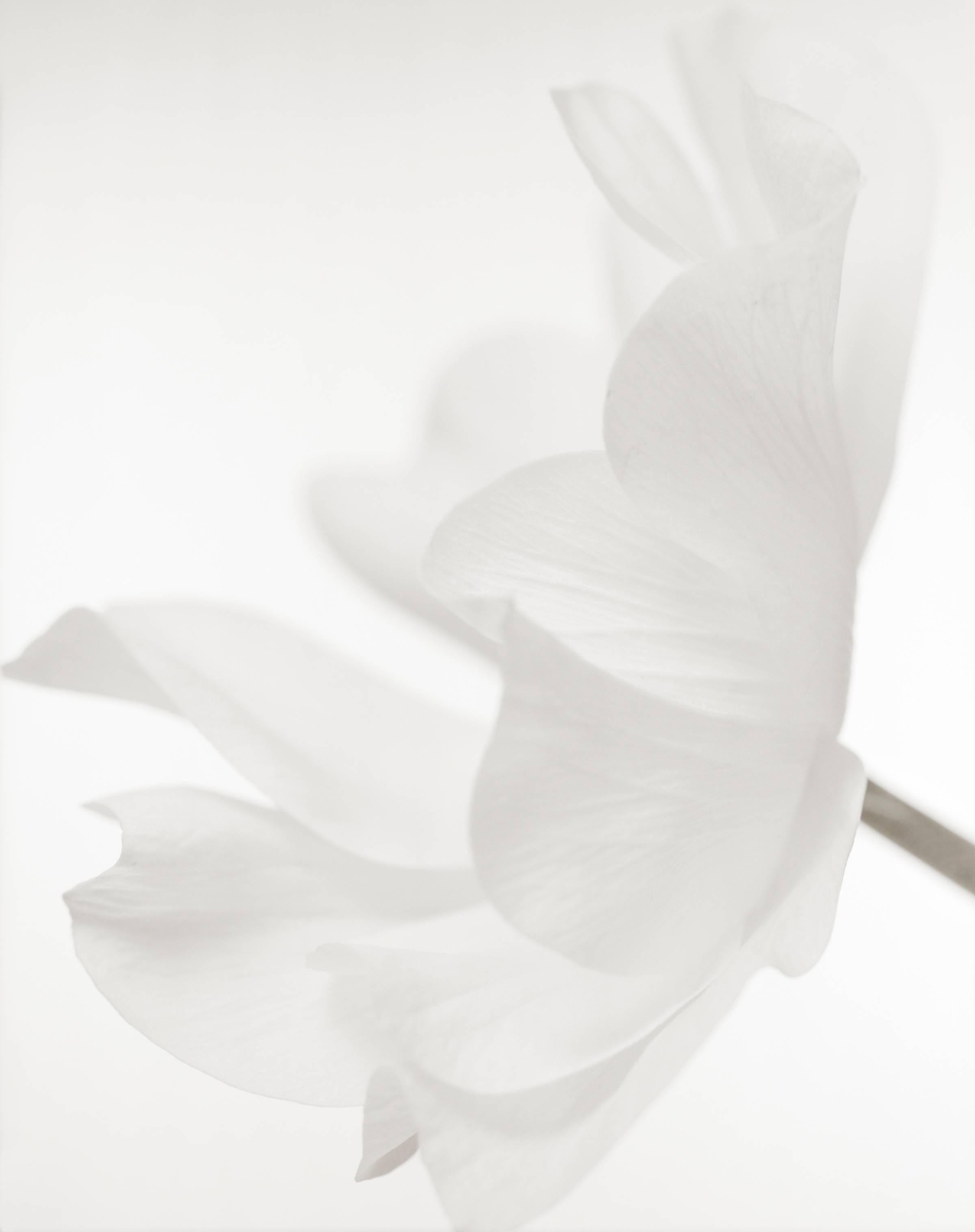 Yumiko Izu Still-Life Photograph - Secret Garden Blanc 63