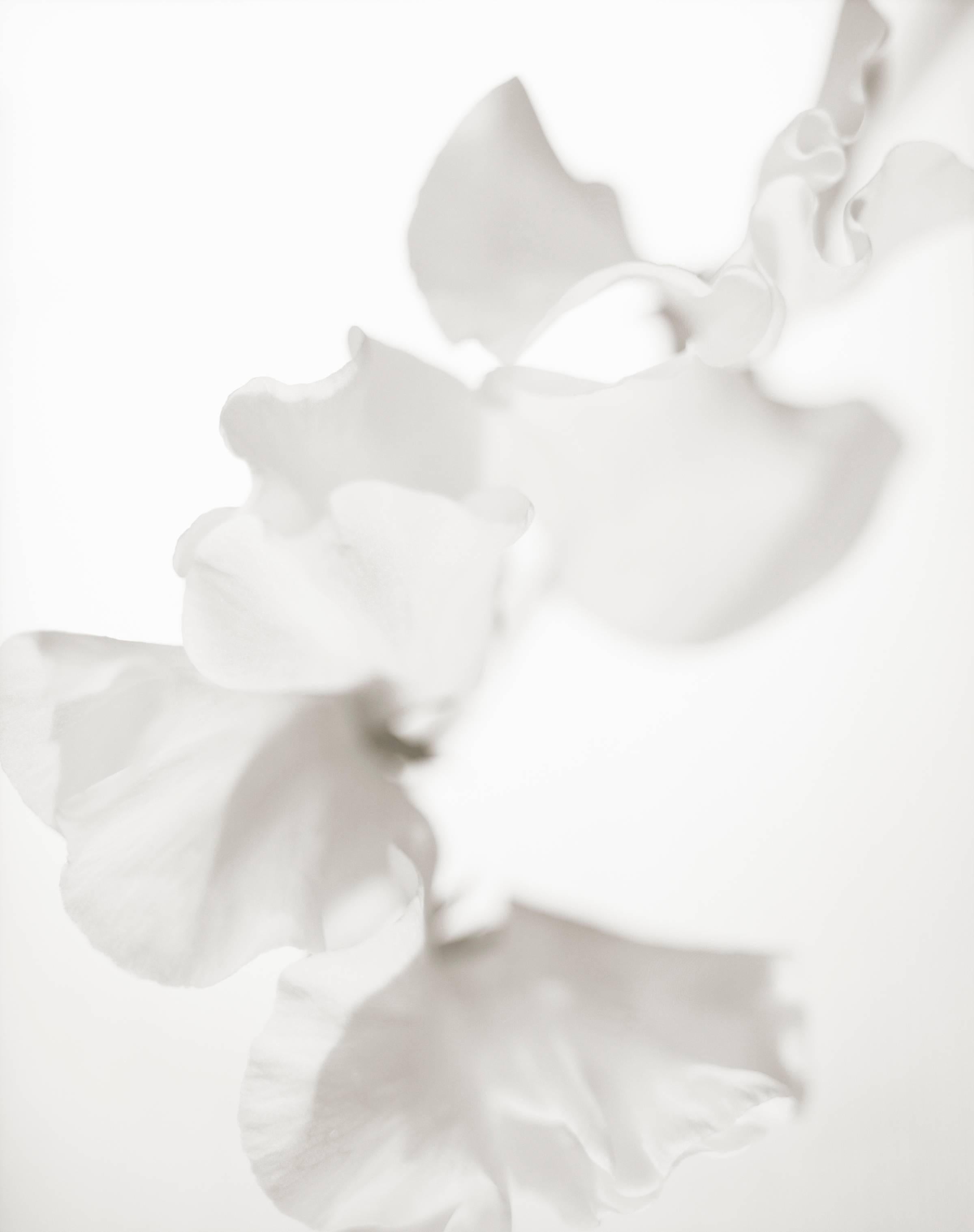Yumiko Izu Still-Life Photograph - Secret Garden Blanc 65