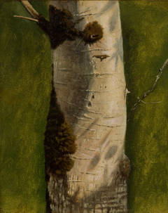 Study of a birch treetrunk