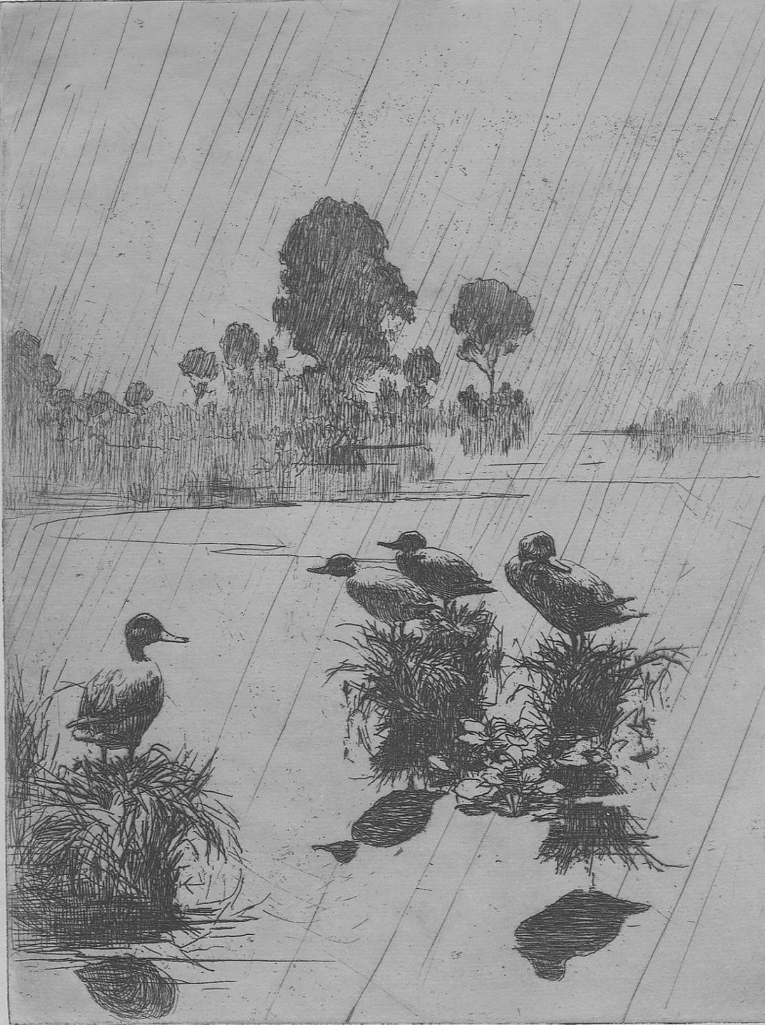Frank W. Benson Animal Print - Ducks In The Rain