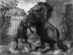 Vintage Stallion and Jack Fighting