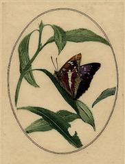 Antique Butterfly and Flower
