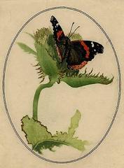 Antique Red Butterfly with Flower