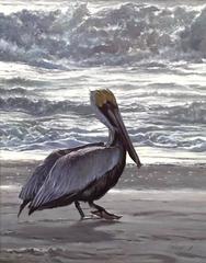 Pelican on the Reach