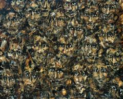 Faces of a Crowd