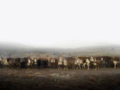 Cattle Call and Seven Cowboys