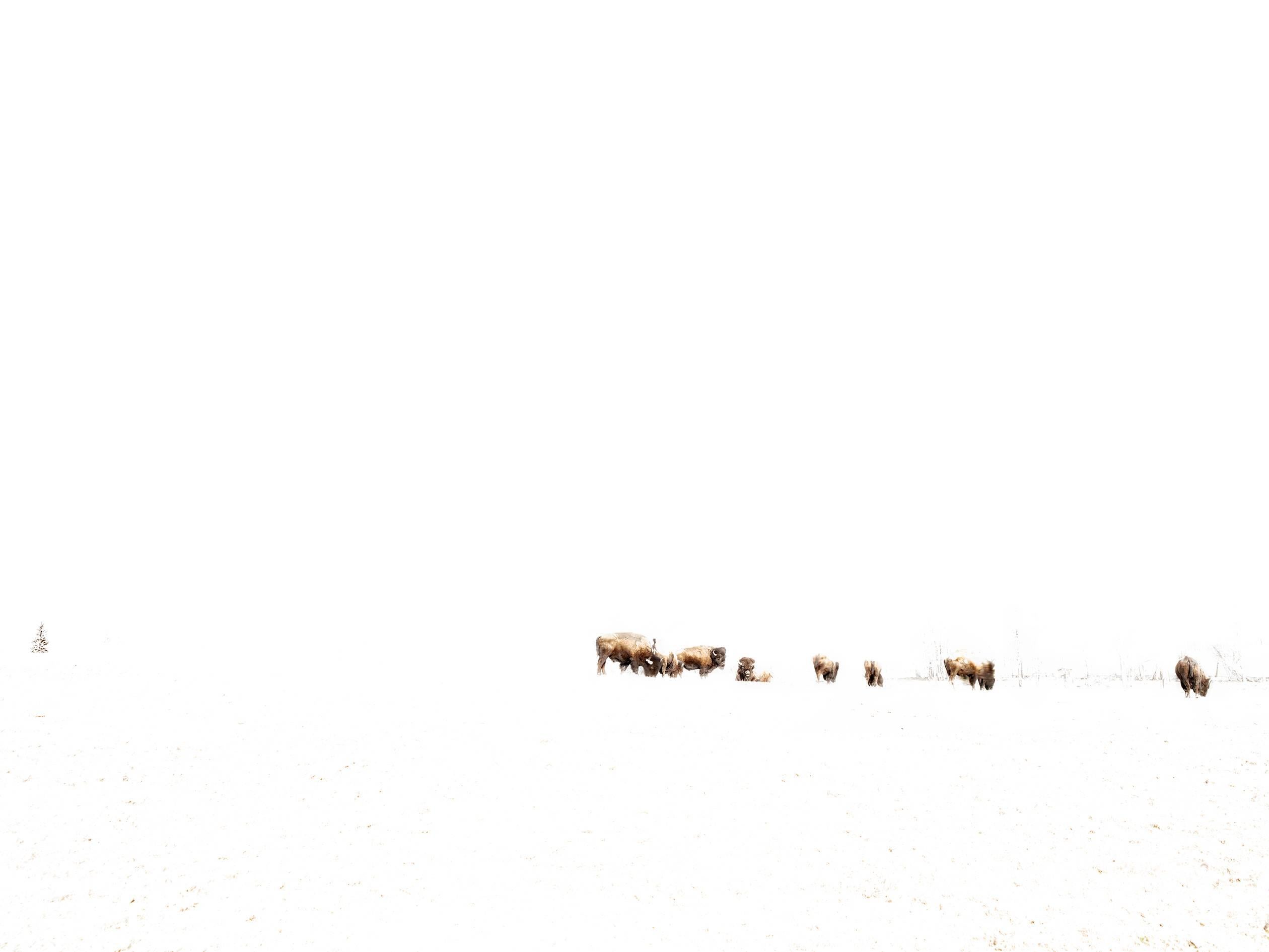 Kevin Boyle Landscape Photograph - Buffalo Grazing In The Positive