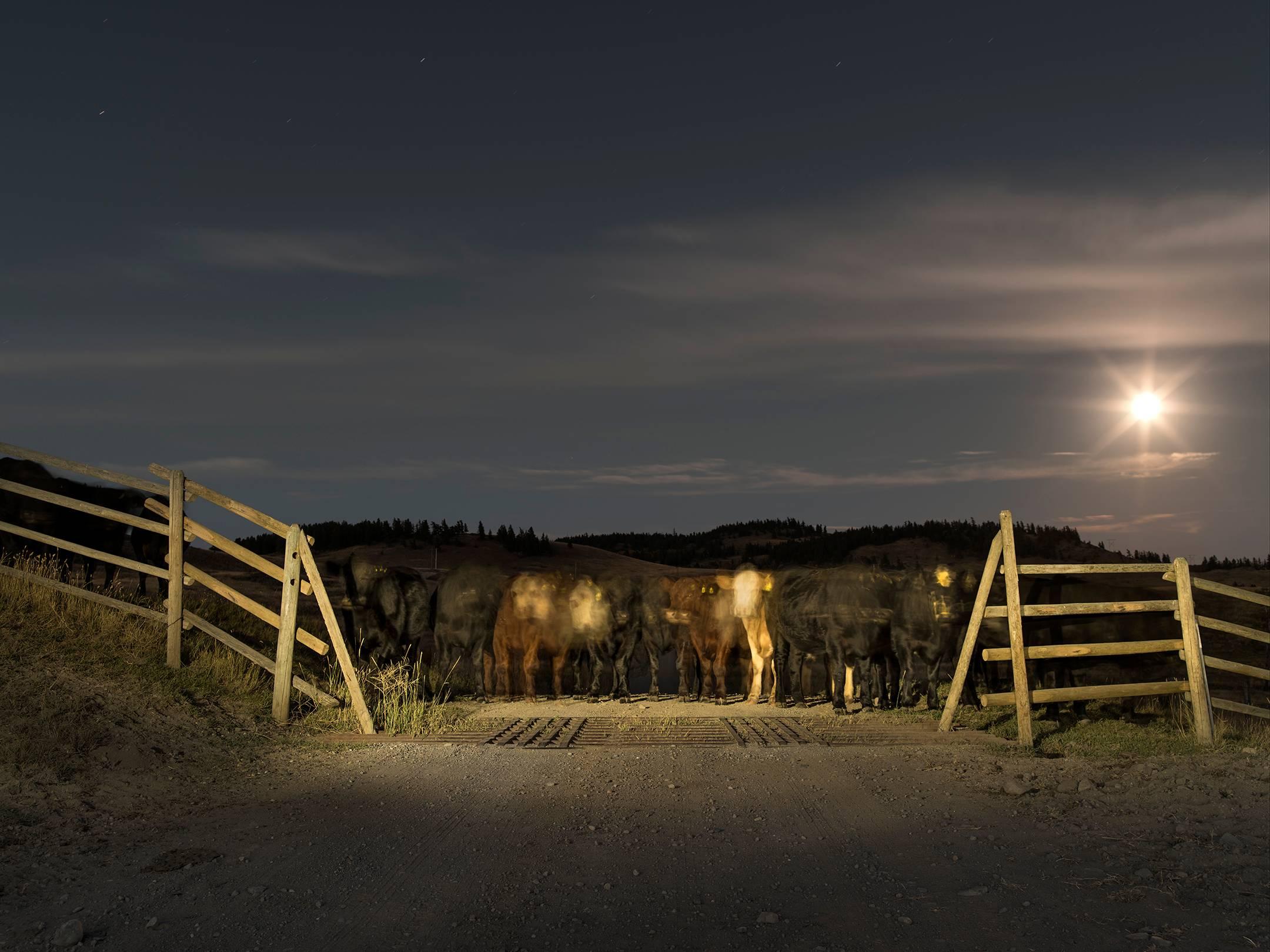 Kevin Boyle Landscape Photograph - Cattle Guard To Freedom 