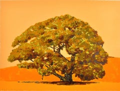 Solitary Oak