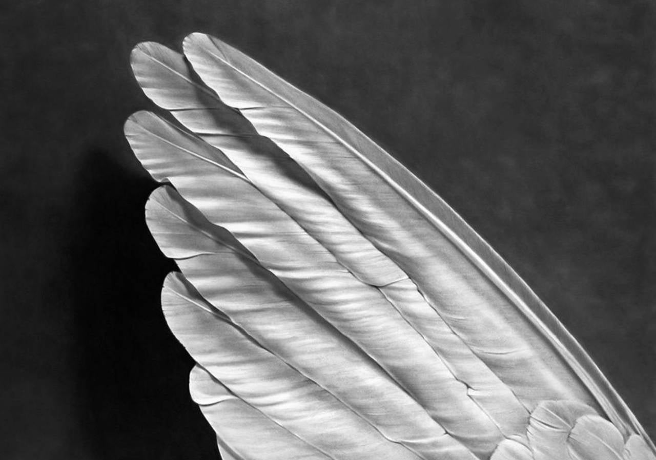 Robert Longo Figurative Print - Untitled (Angel's Wing)