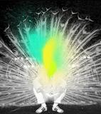 Pavo real emplumado II
