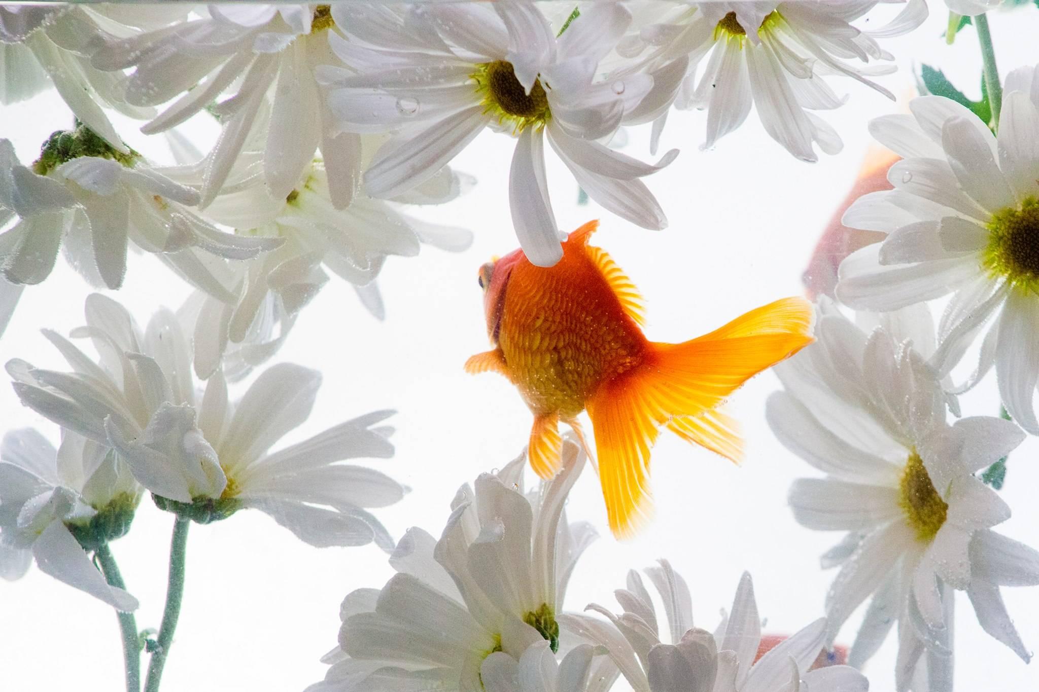 Abstract Photograph de Ashley G. Garner - Sinestesia - FA-639HZ nº 2