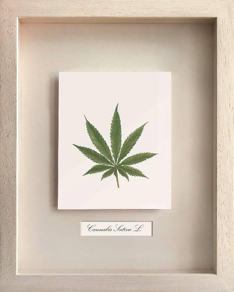 Medical Plants, Canabis Sativa L. (MARIJUANA) - Art by Peggy Kliafa