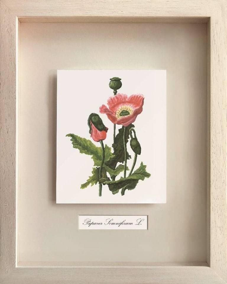 Peggy Kliafa Still-Life – Medizinische Pflanzgefäße, Papaver Somiferum L. (Opium) 