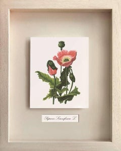 Medizinische Pflanzgefäße, Papaver Somiferum L. (Opium) 