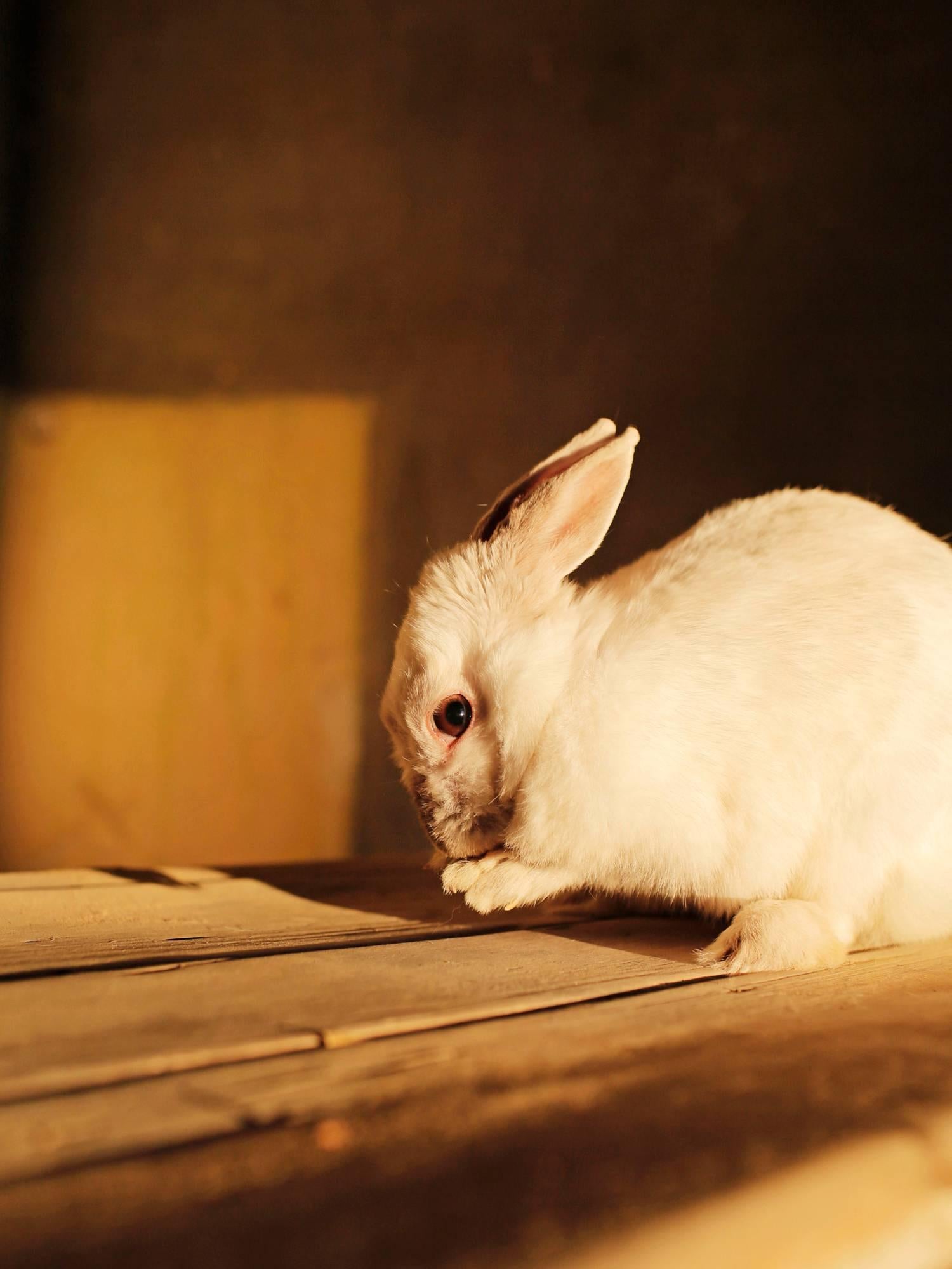 Stratis Vogiatzis Portrait Photograph - Kampor Project #6 (Rabbit in Sunlight)