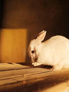 Kampor Project #6 (Rabbit in Sunlight)