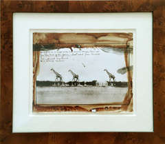 Giraffes in Mirage on the Taru Desert