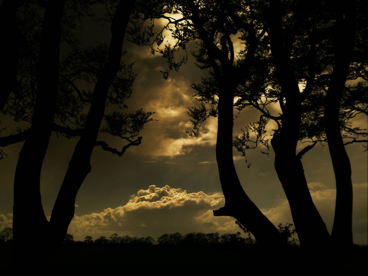 Stephen Bradley Landscape Photograph - The Dark Hedges