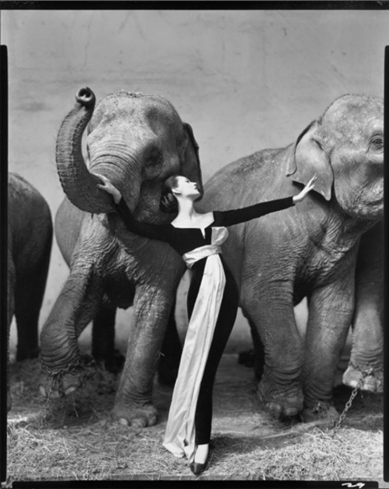 Dovima with Elephants 1955 - Photograph by Richard Avedon