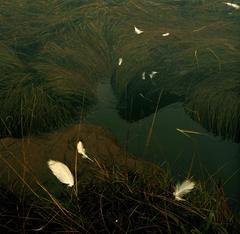 Night Fairy Tales #4