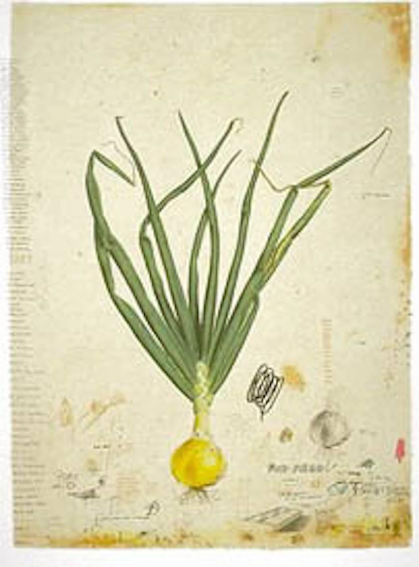Will Mentor Still-Life Print - Growing an Onion