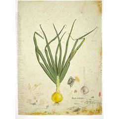 Growing an Onion 10