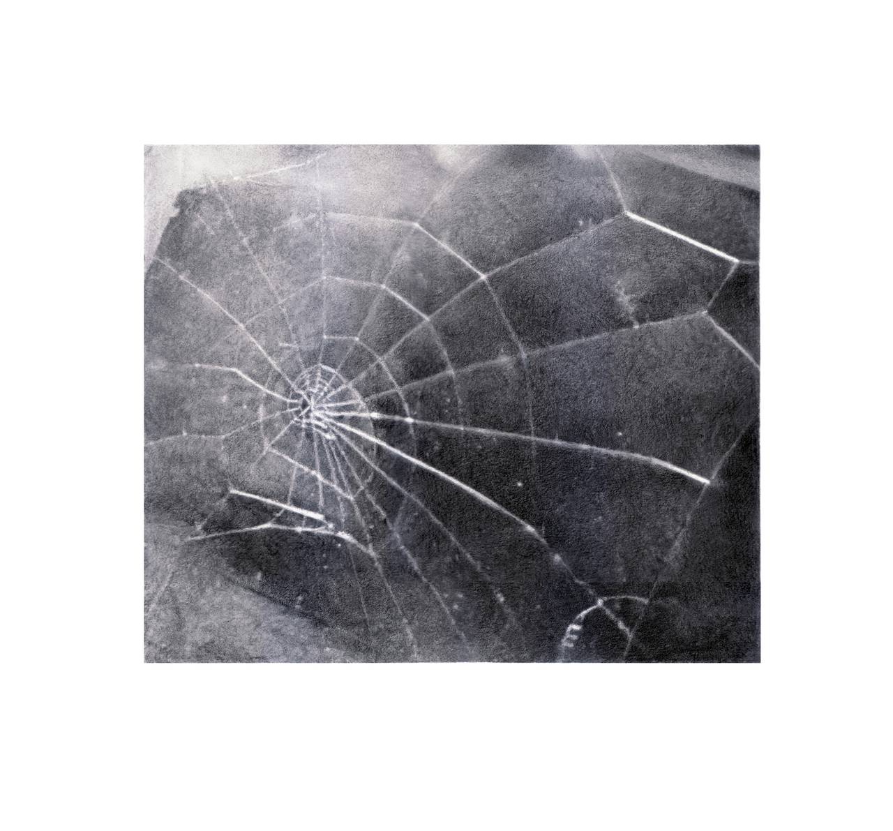 vija celmins spider web