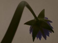 Hothouse Sepia 08-114