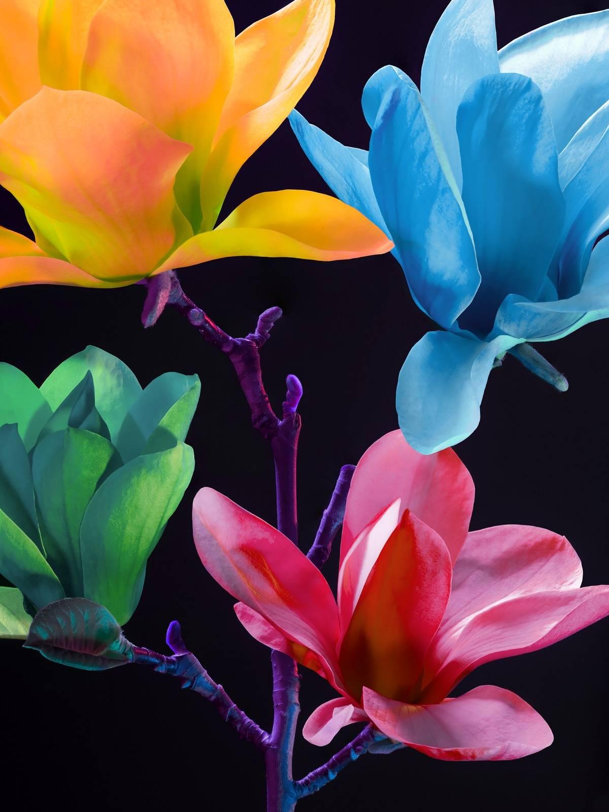 Torkil Gudnason Color Photograph - Electric Blossom 012