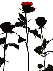 Three Roses 12