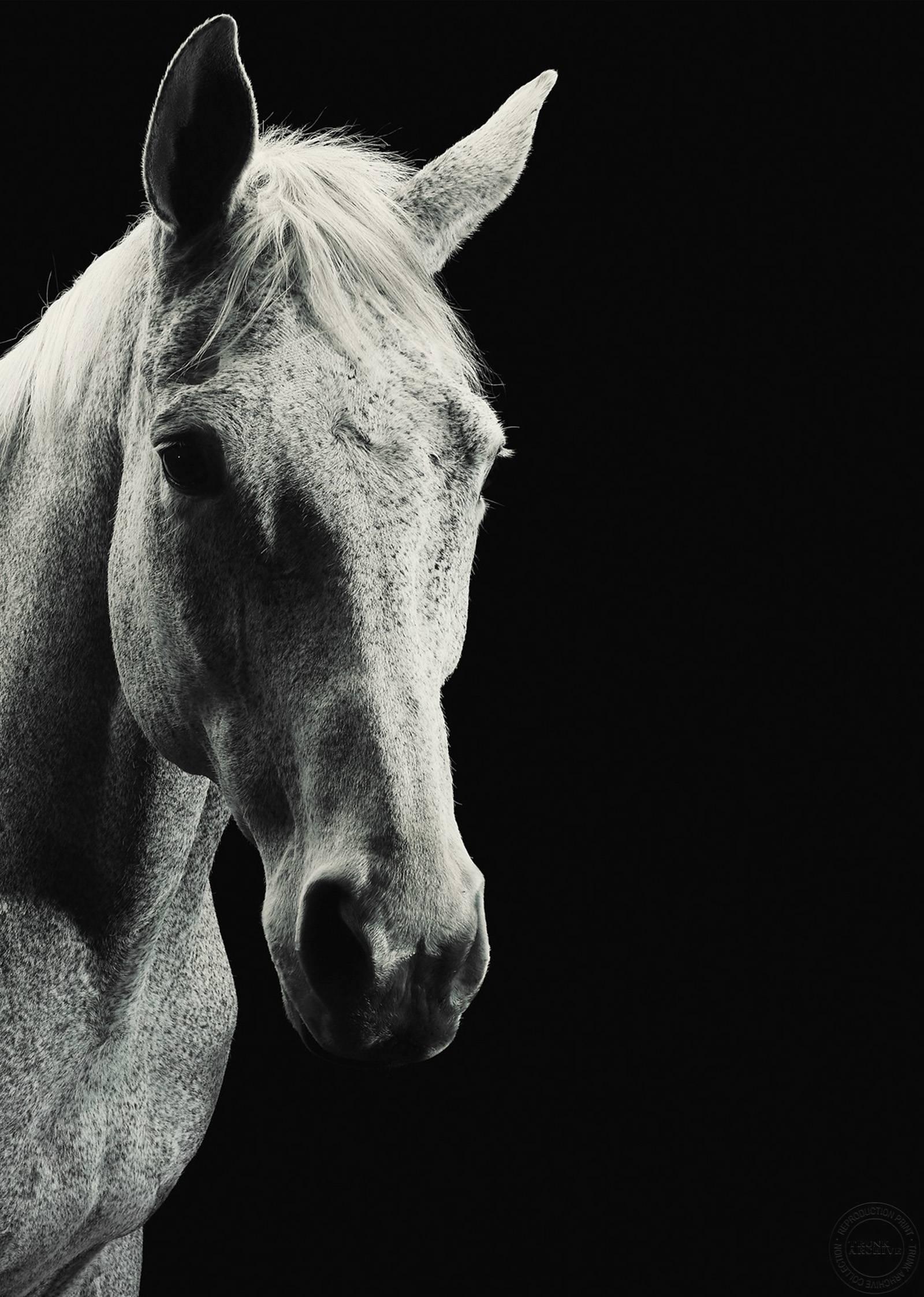 Jamie Chung Black and White Photograph - Animal Portrait (Horse)