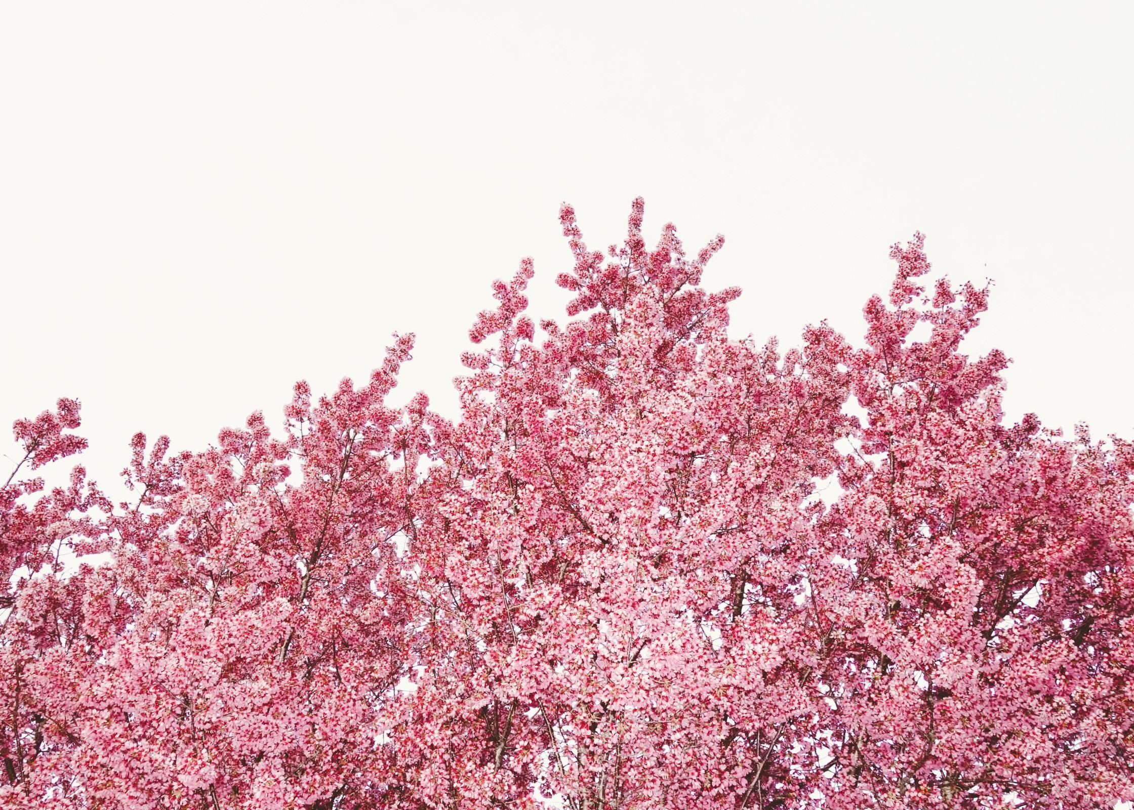 Jamie Chung Color Photograph - Cherry Blossoms