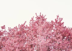 Cherry Blossoms