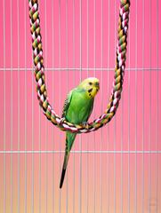 Jamie Chung - Budgie on Swing Budgie on Swing