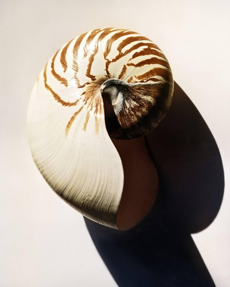 Richard Phibbs  Color Photograph - Shell