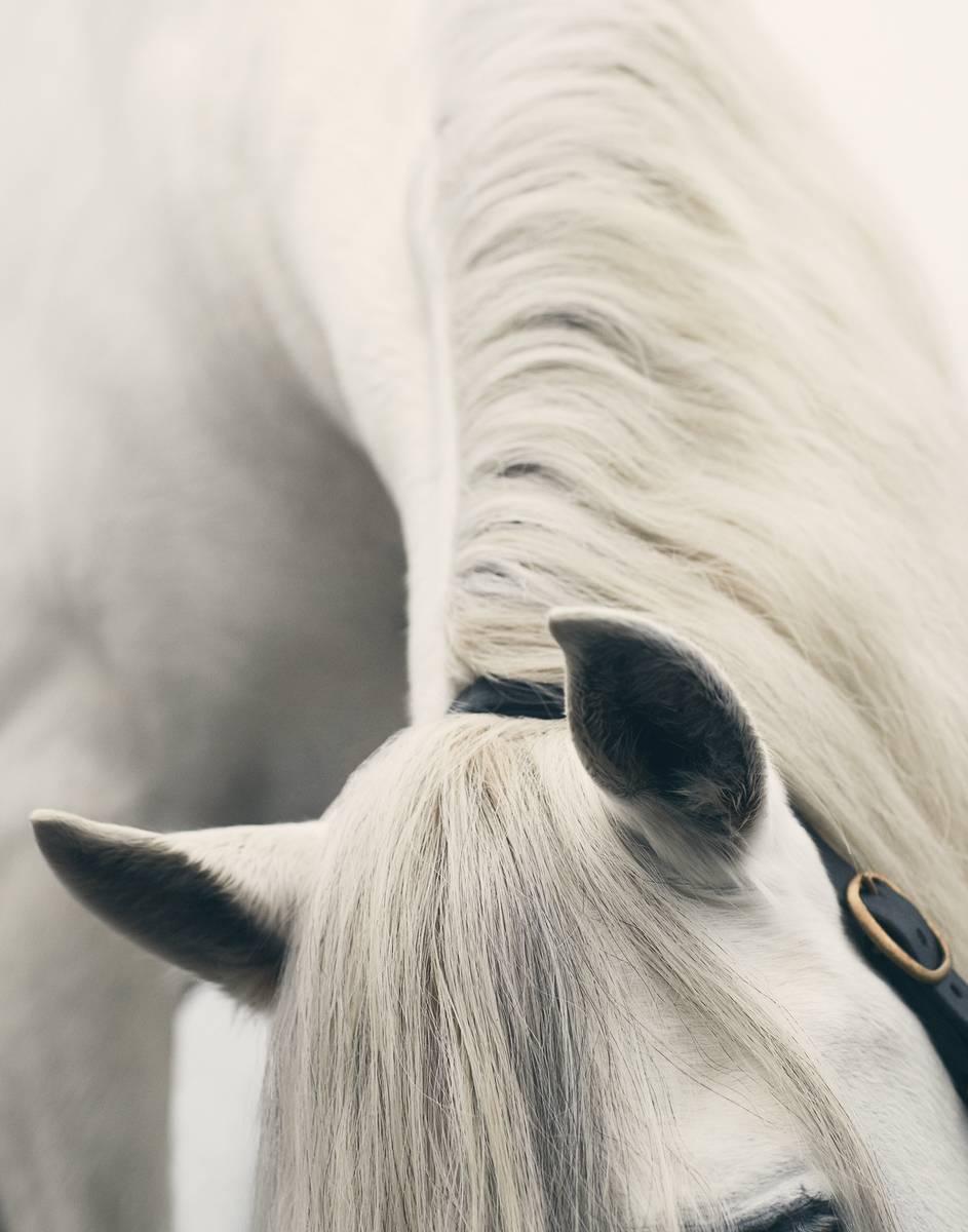 Richard Phibbs  Color Photograph - White Horse Ears