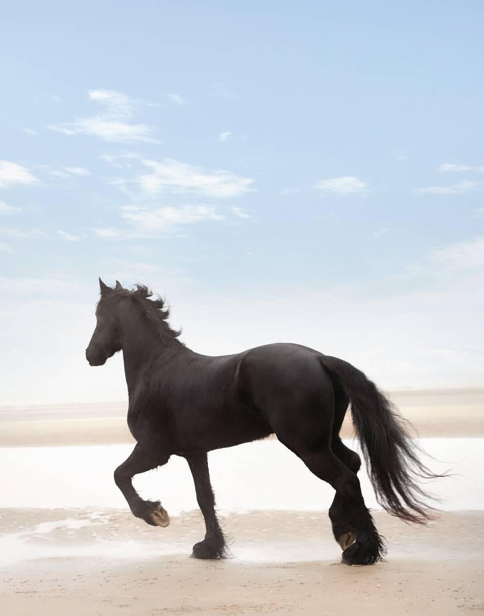 Richard Phibbs  Interior Print - Black Horse on the Beach