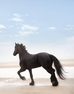 Black Horse on the Beach