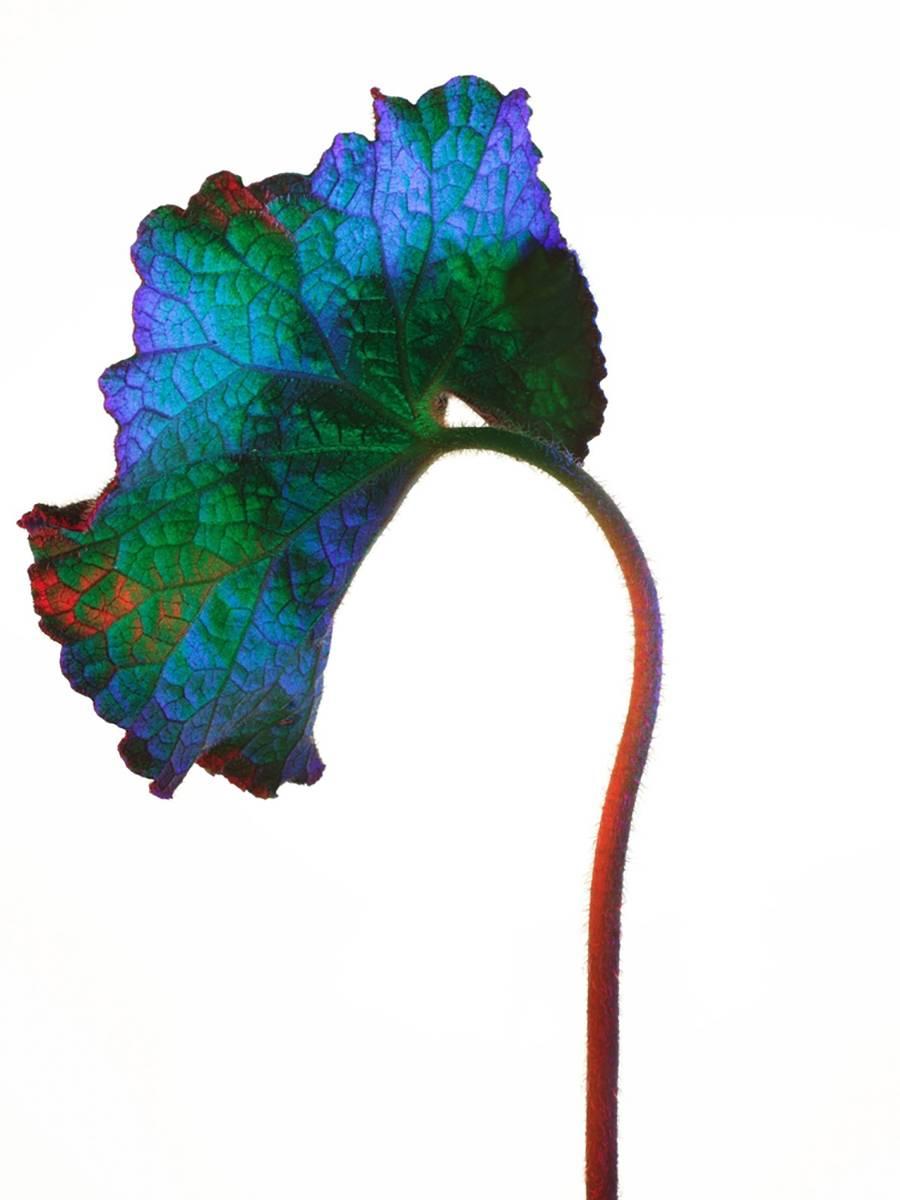 Torkil Gudnason Color Photograph - Neon Leaf