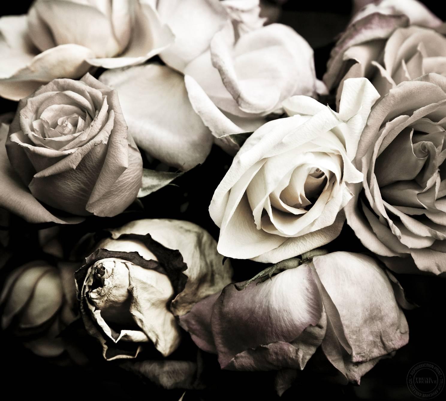 Patric Shaw Black and White Photograph - Still Life (Roses)