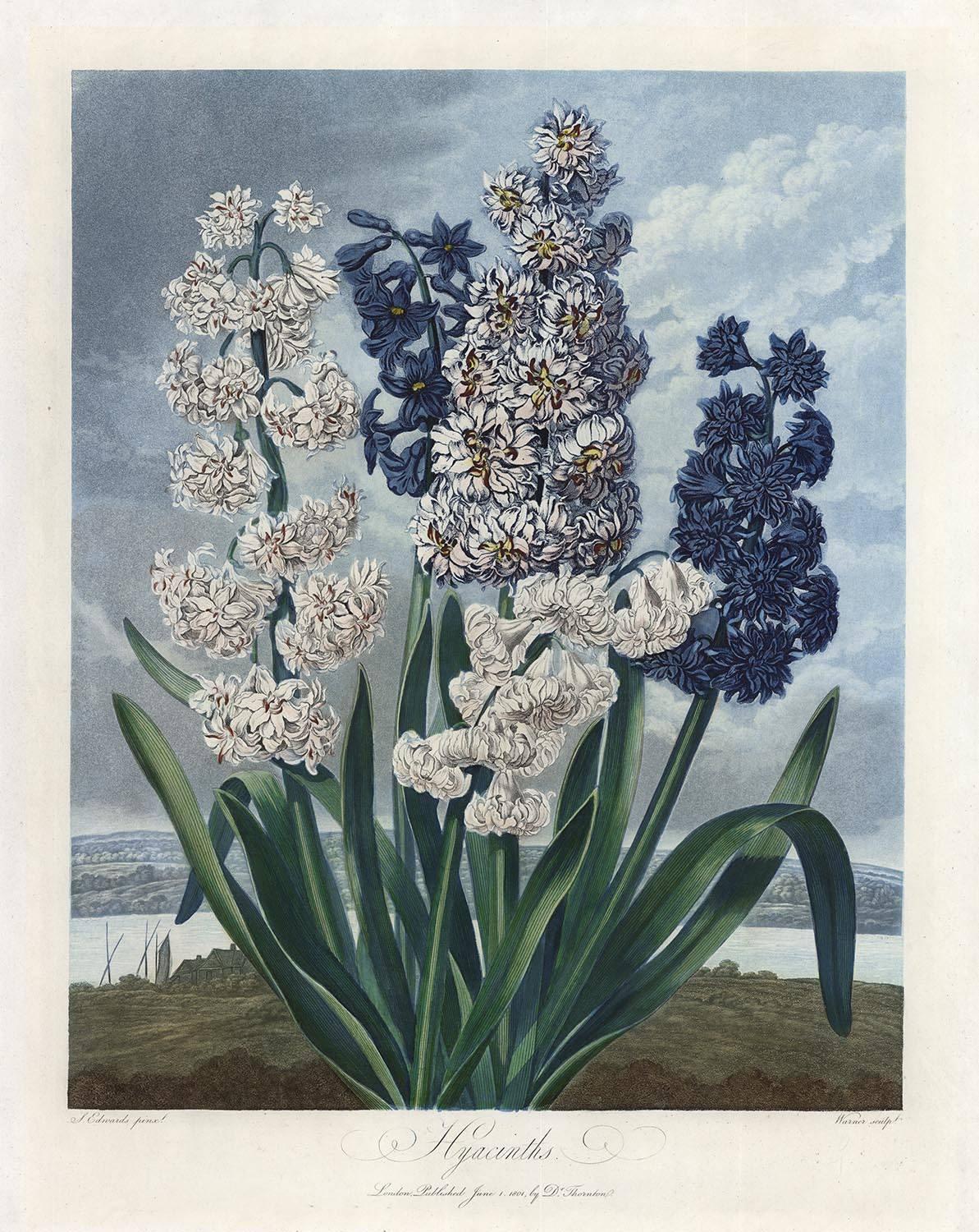 Dr. Robert John Thornton Print - Hyacinths.