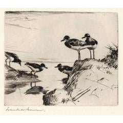Study of Turnstones. 1