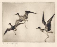 Three Yellowlegs. 2