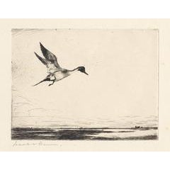 Lone Pintail. 2