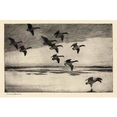 Geese Drifting Down. 5