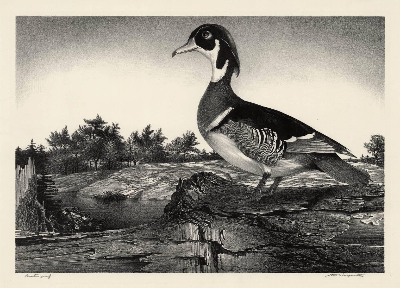 Stow Wengenroth Landscape Print - Wood Duck.
