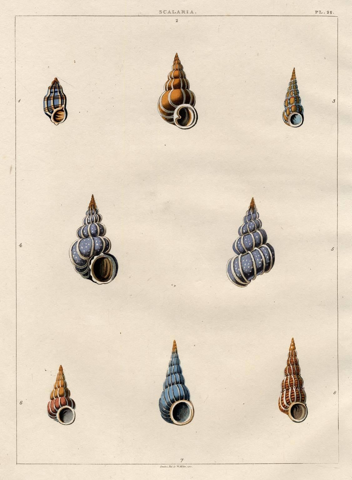 George Perry Print - Scalaria.  Univalves.