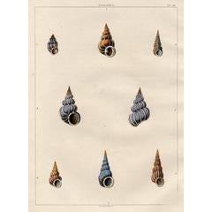 Scalaria. Univalves. 6