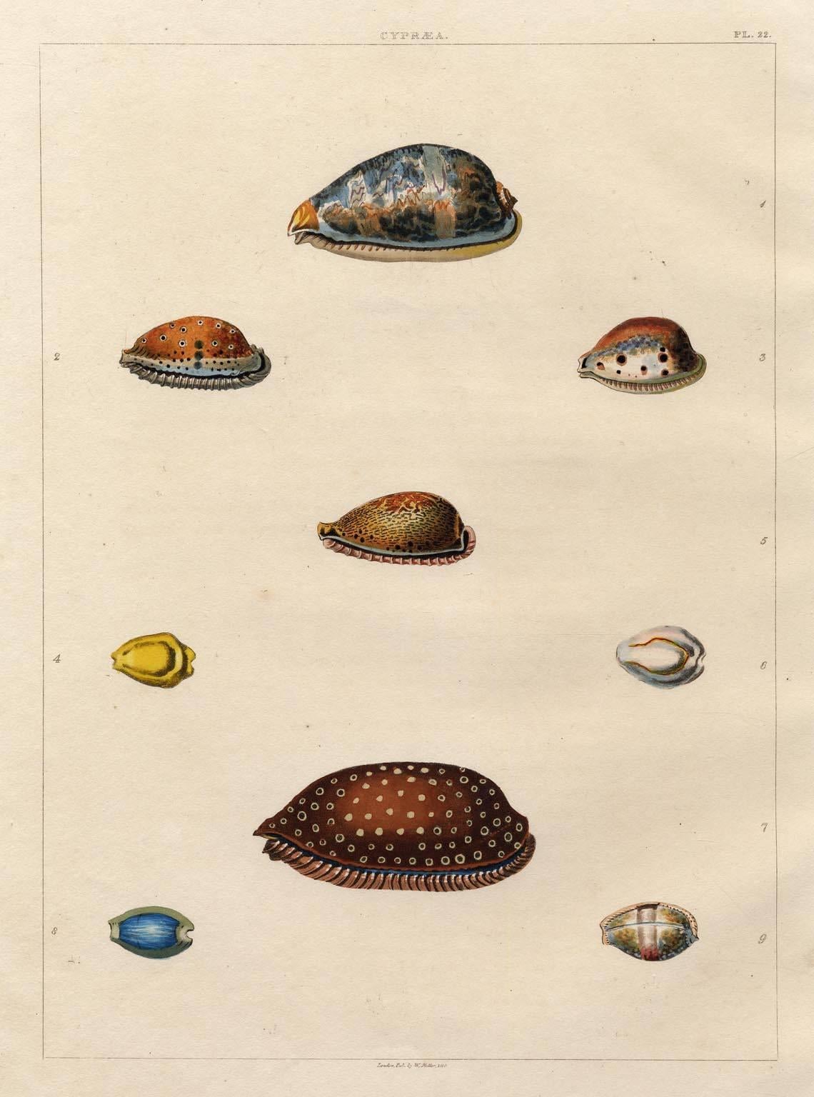 George Perry Print - Cypraea.  Univalves.